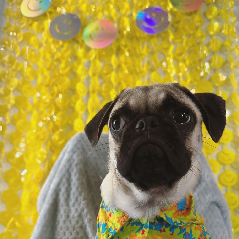 Meet your Posher, Perry